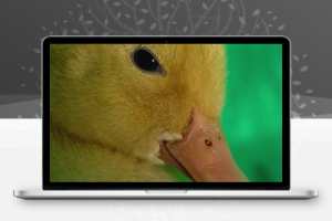 记录片《微观世界之小黄鸭》影评 解说素材
